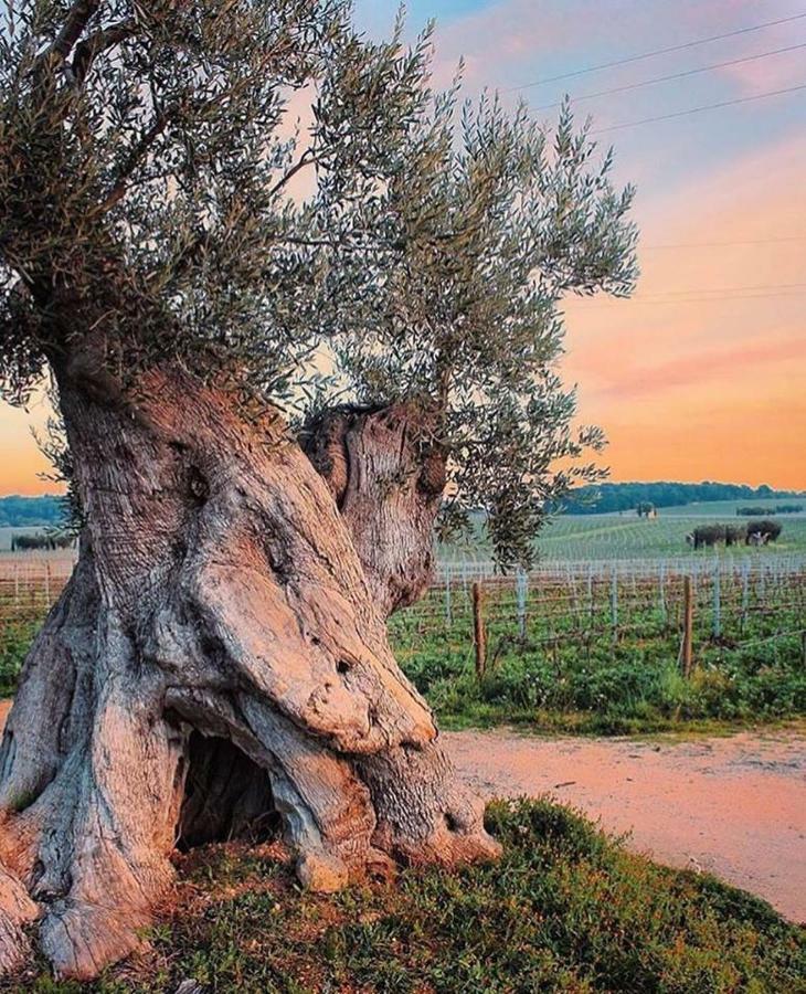 Mansarda Romantica "Il Nido Delle Rondini" Conversano Exteriör bild